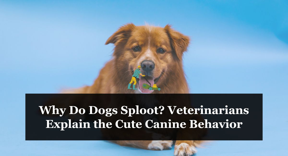 Why Do Dogs Sploot? Veterinarians Explain the Cute Canine Behavior